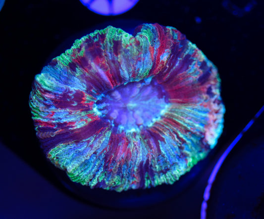 WYSIWYG Mini Max Rainbow Trachyphyllia 1.5" (RARE!)