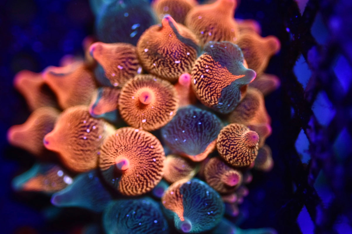 WYSIWYG Nexus Burst Bubble Tip Anemone 2" (RARE!)