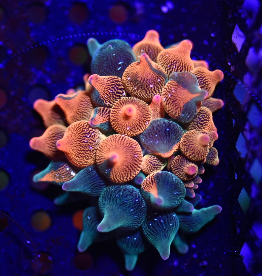 WYSIWYG Nexus Burst Bubble Tip Anemone 2" (RARE!)