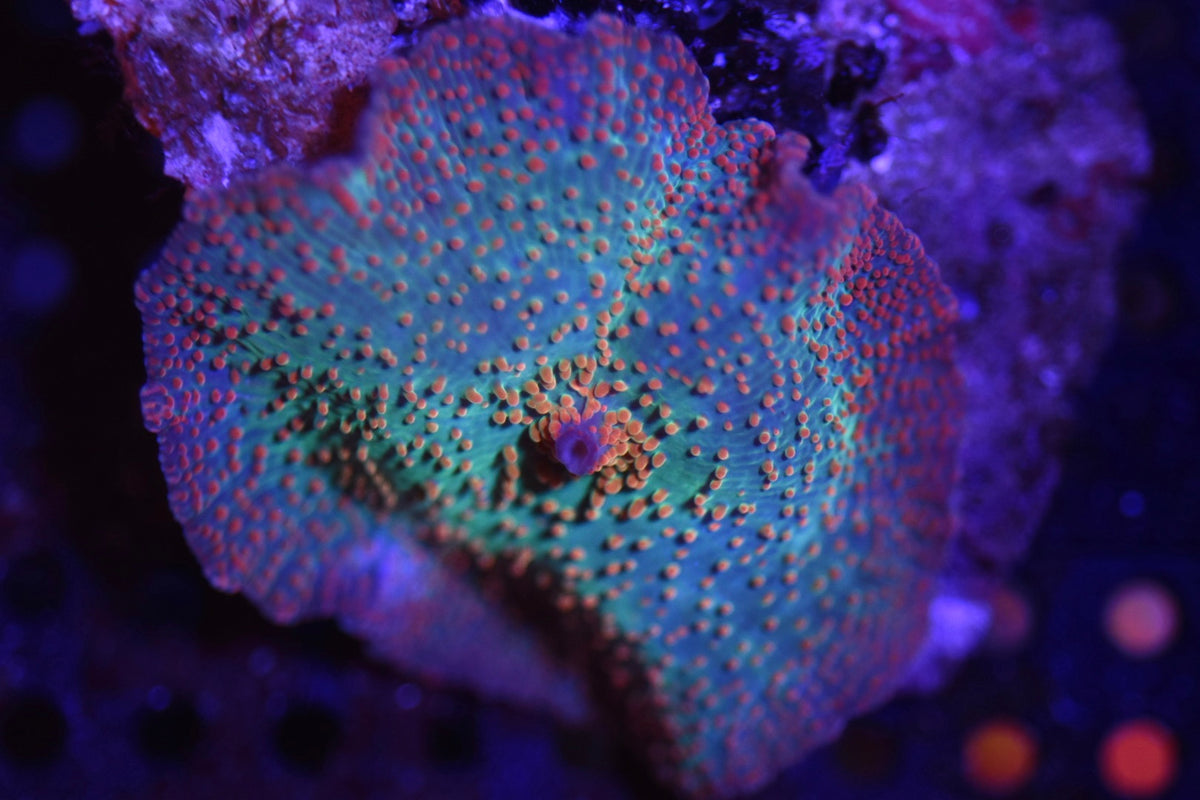 WYSIWYG Orange Spot Discosuma Mushroom 1.5"