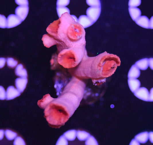 WYSIWYG Sun Coral 2"