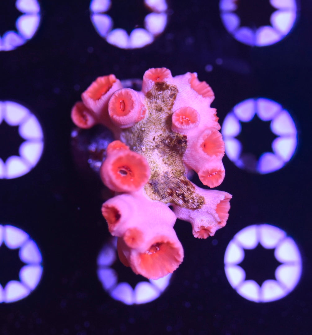 WYSIWYG Sun Coral 2.5"