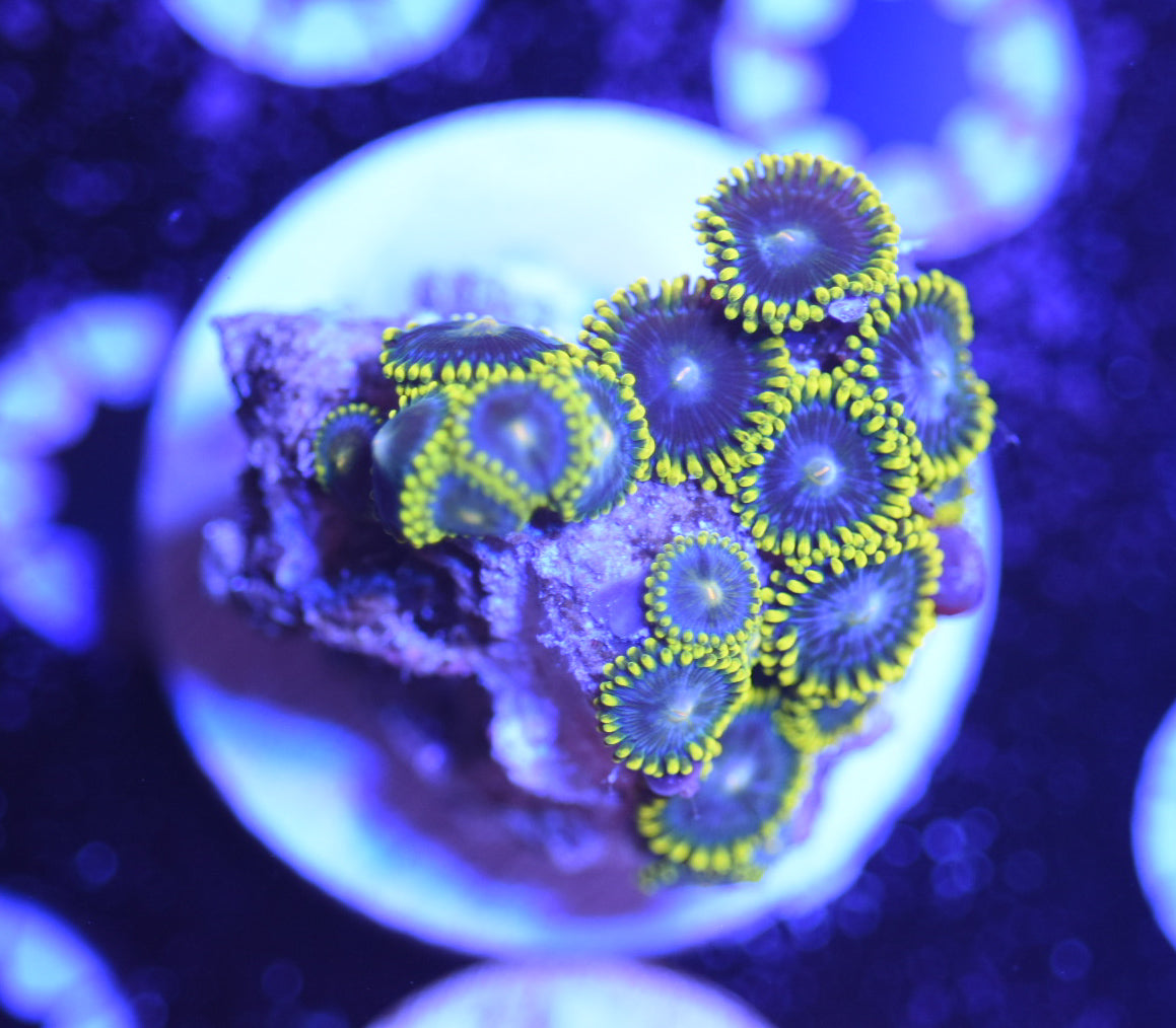 WYSIWYG Smurfette Zoanthids