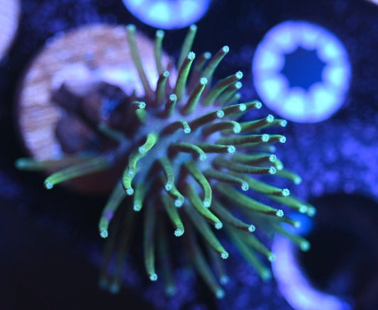WYSIWYG Long Polyp Green Toadstool Leather 2"