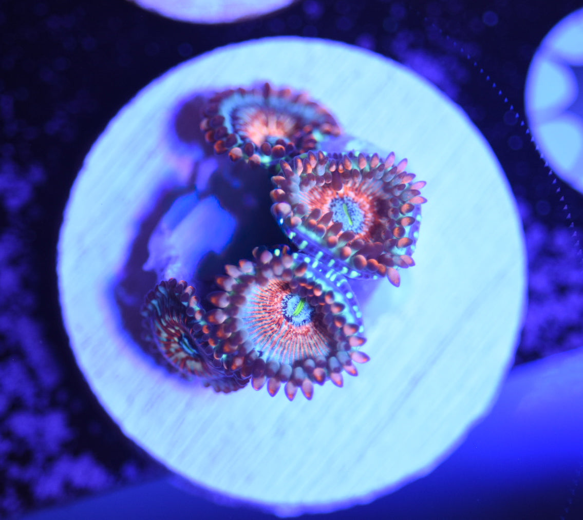 WYSIWYG White Zombie Zoanthids