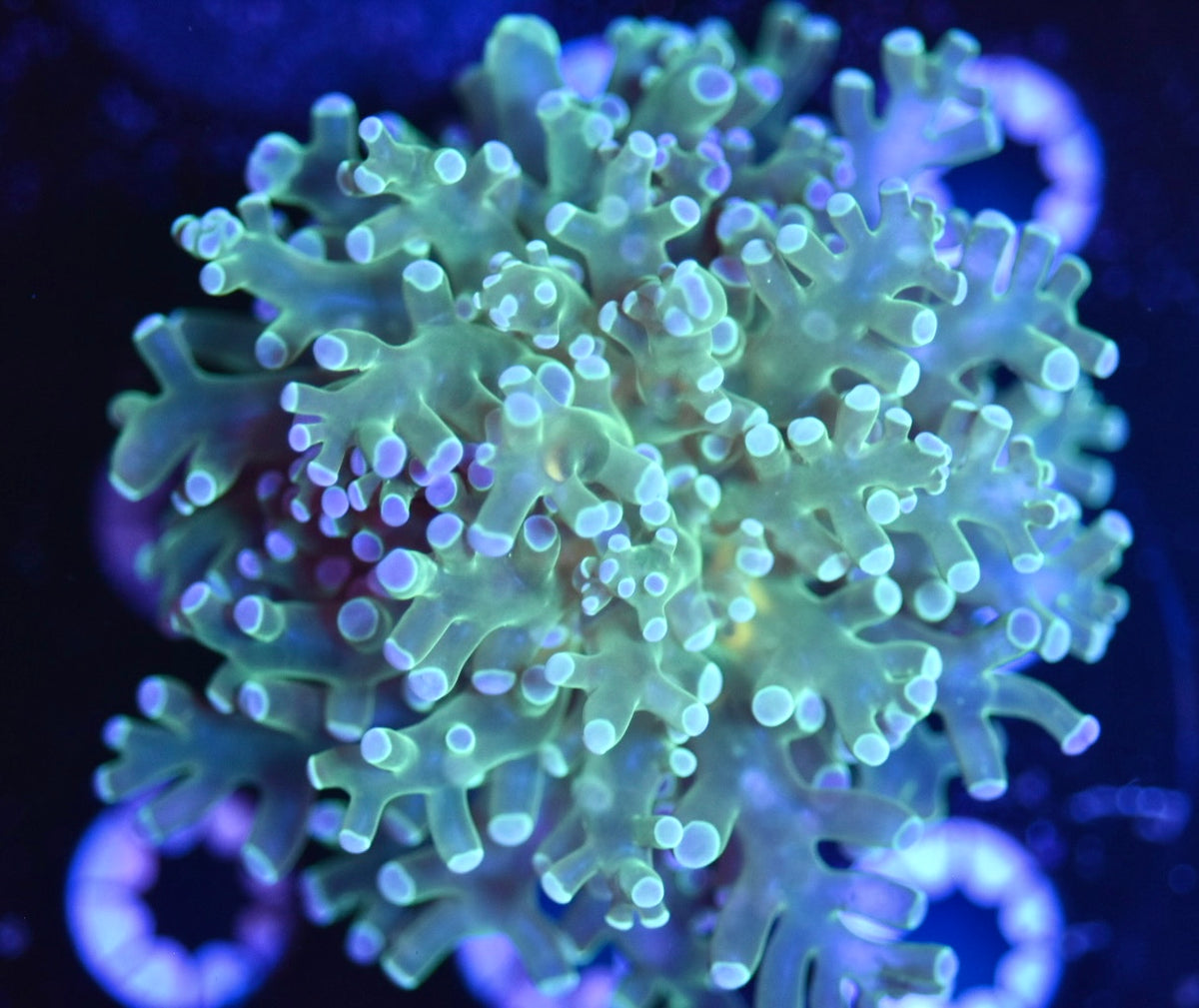 WYSIWYG Yellow Center Frogspawn 3" (UNIQUE!)