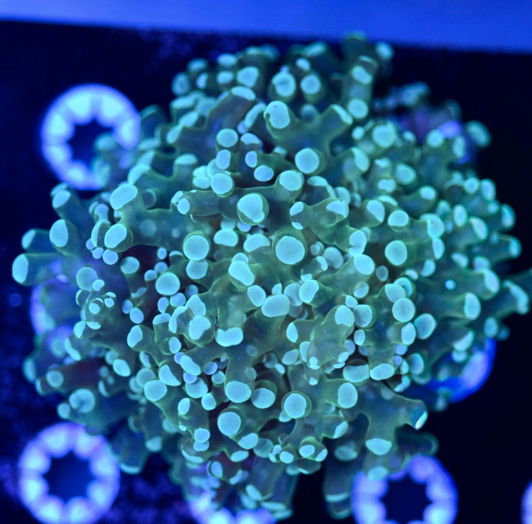 WYSIWYG Blue Tip Frogspawn 3"