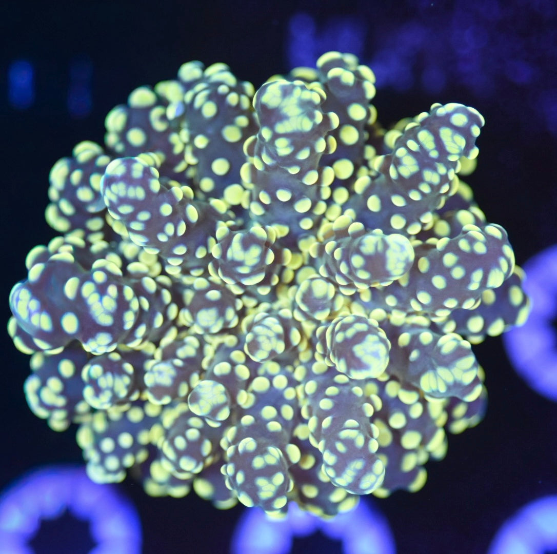 WYSIWYG True Yellow Octospawn 2.5"