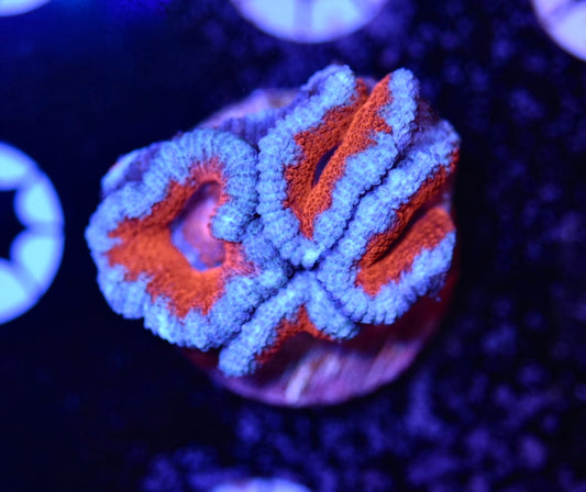 WYSIWYG Rainbow Acan 1.5"