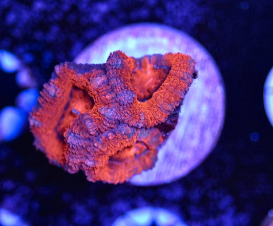 WYSIWYG Rainbow Acan 1.5"