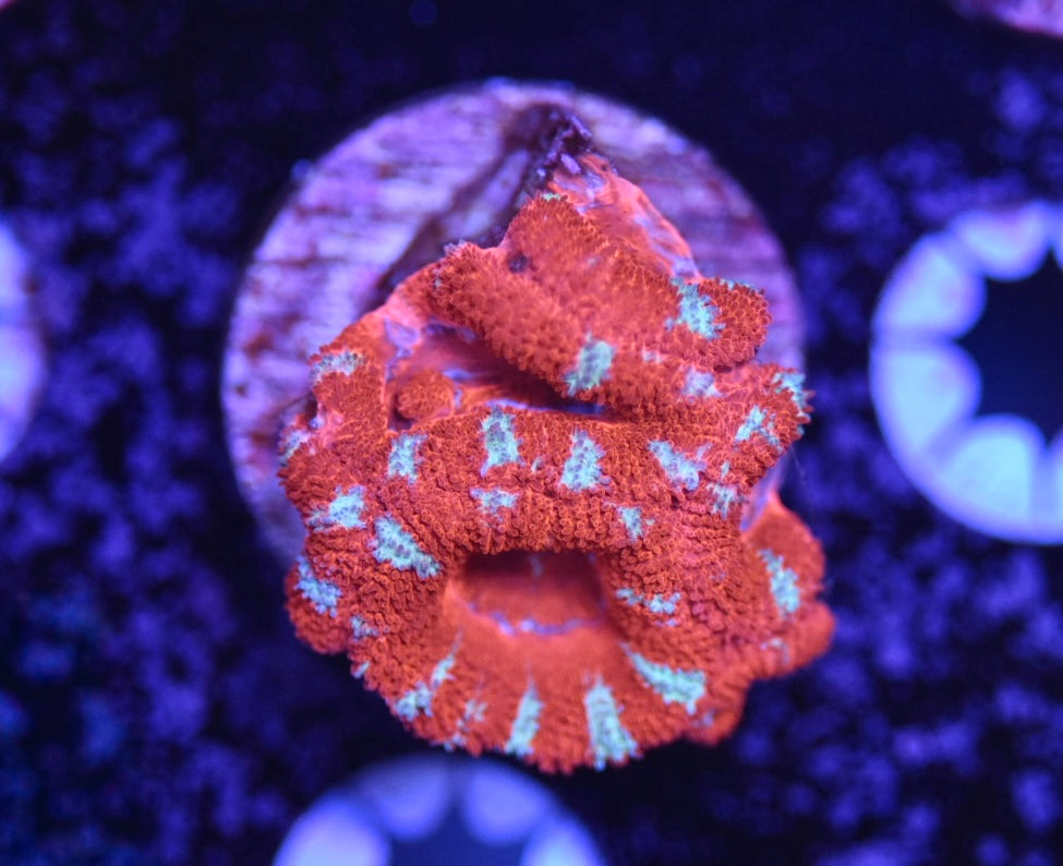 WYSIWYG Rainbow Acan 1.5"