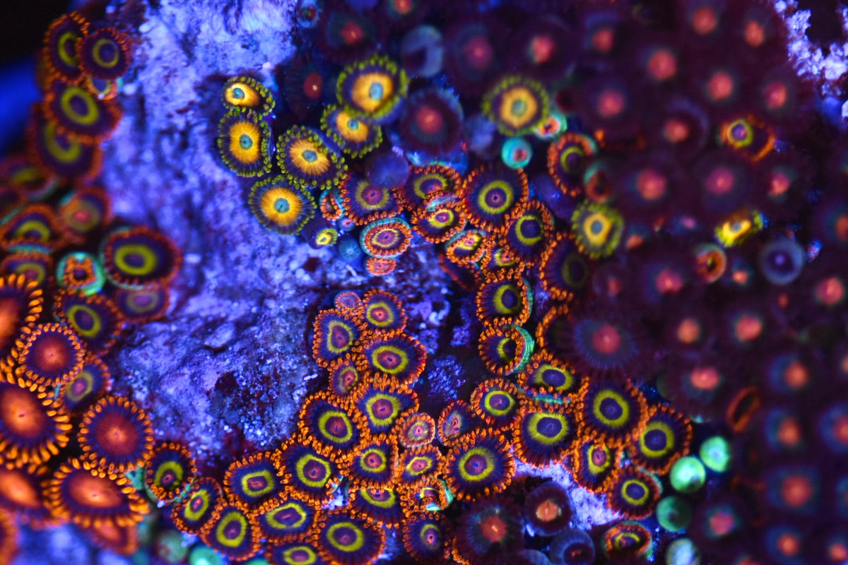 WYSIWYG Mixed Zoanthid Colony 5"