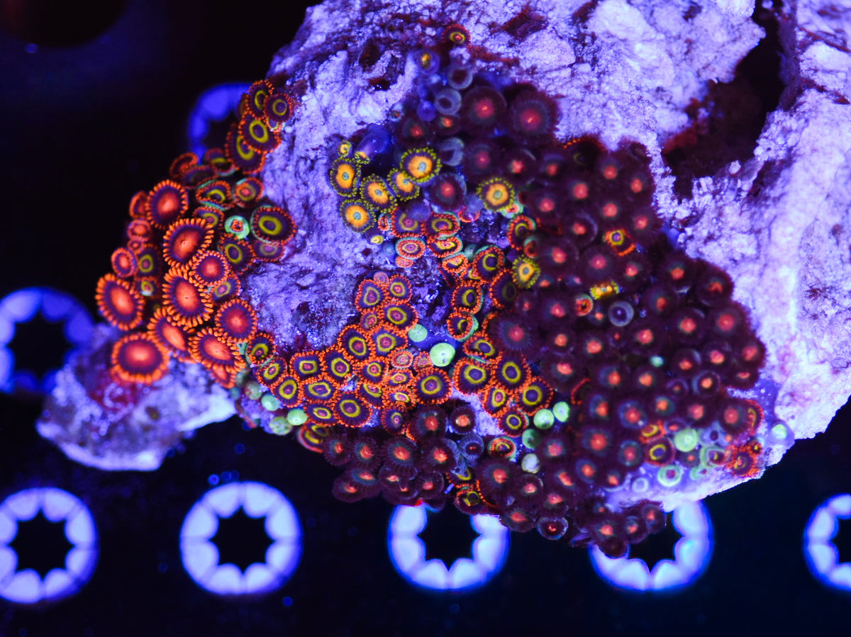 WYSIWYG Mixed Zoanthid Colony 5"