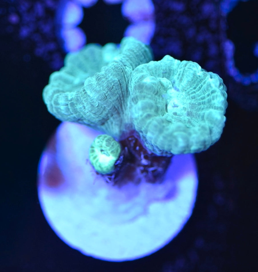 WYSIWYG Teal Candy Cane 1"