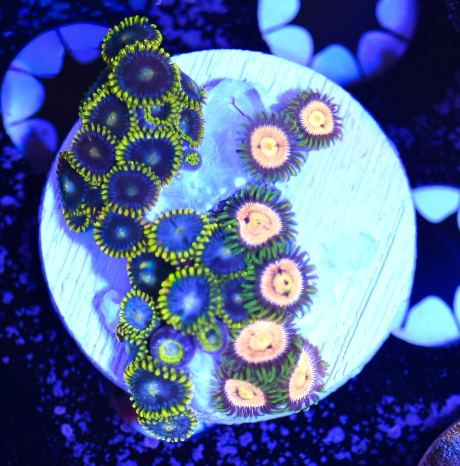 WYSIWYG Zoanthid Combo Frag