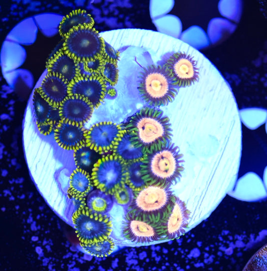 WYSIWYG Zoanthid Combo Frag