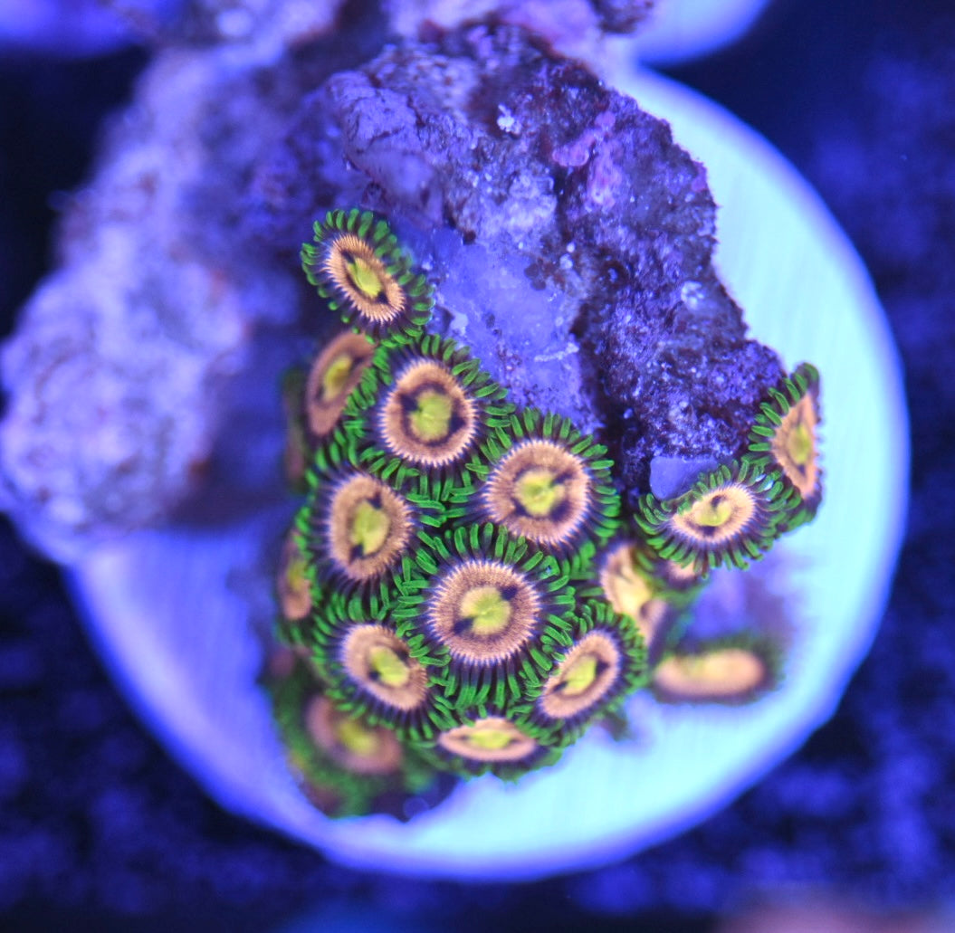WYSIWYG Golden Goddess Zoanthids