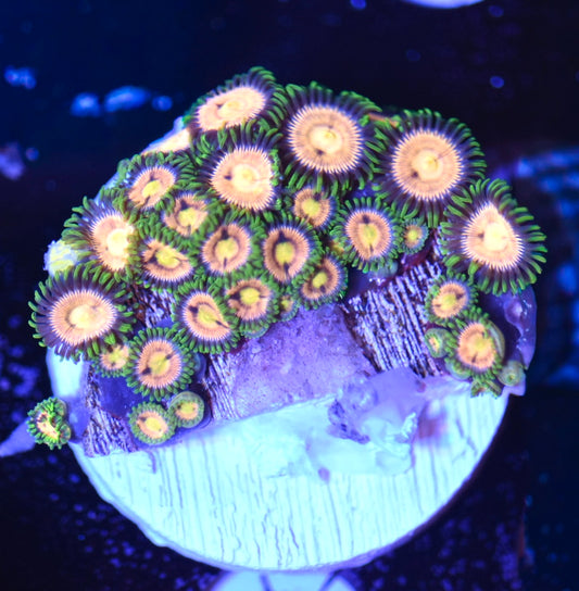 WYSIWYG Zoanthid Combo Frag