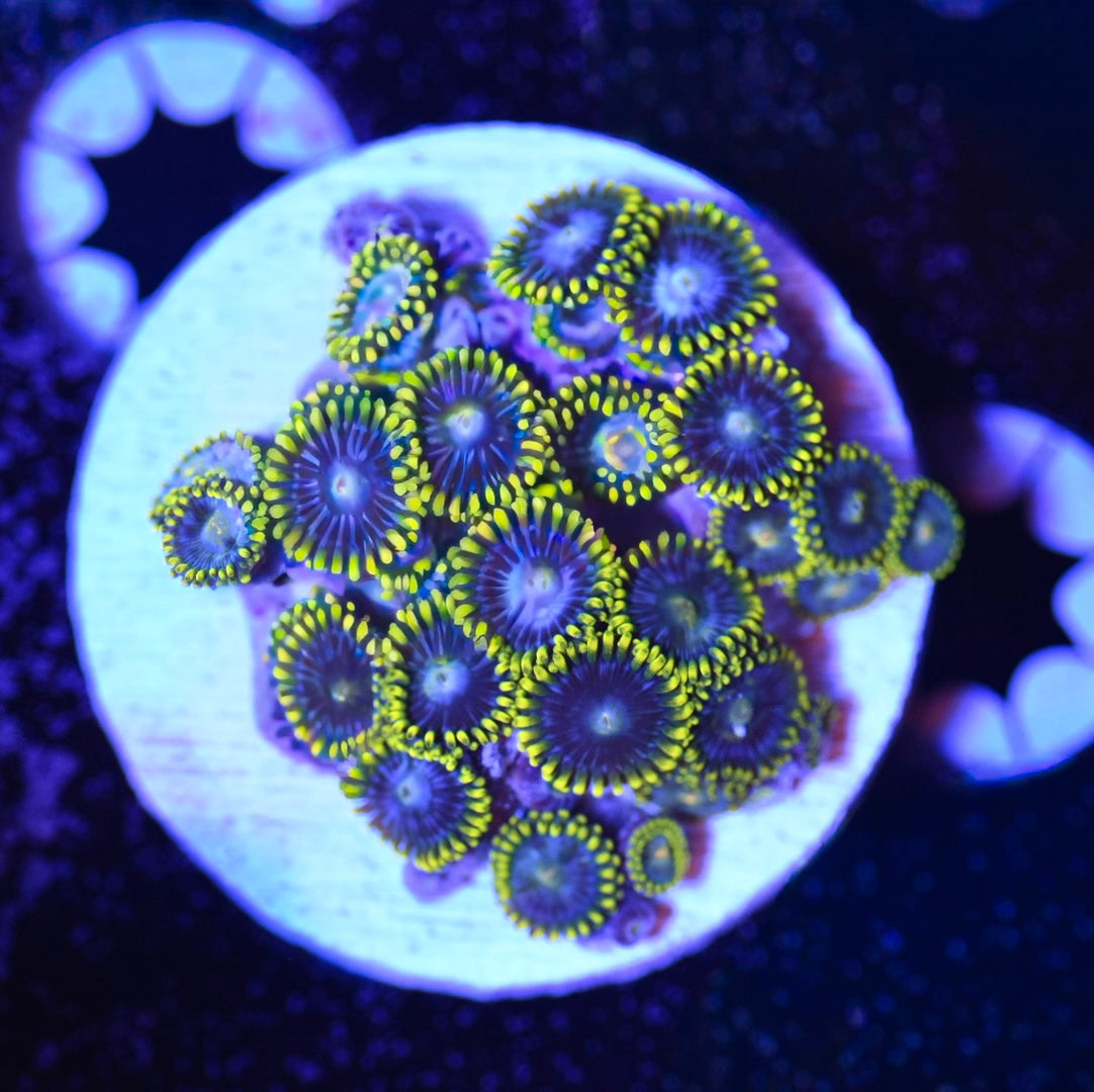 WYSIWYG Smurfette Zoanthids