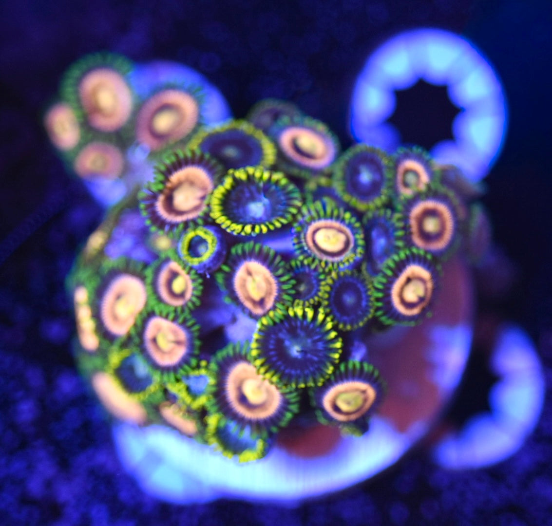WYSIWYG Zoanthid Combo Frag