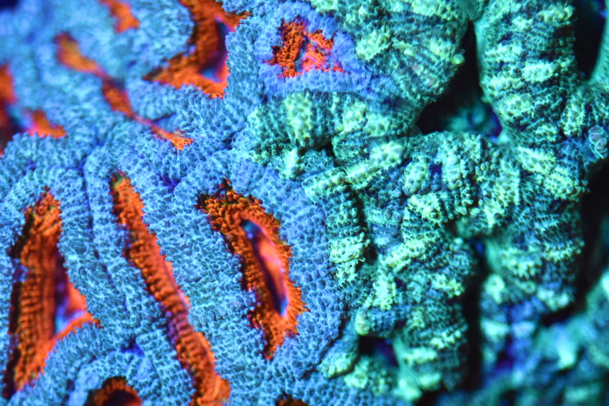 WYSIWYG Naturally Grafted Ultra Rainbow Acan Colony 4.5" (WOW!)