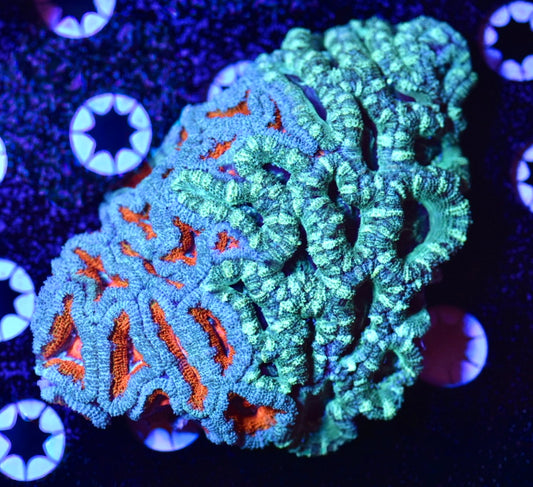 WYSIWYG Naturally Grafted Ultra Rainbow Acan Colony 4.5" (WOW!)