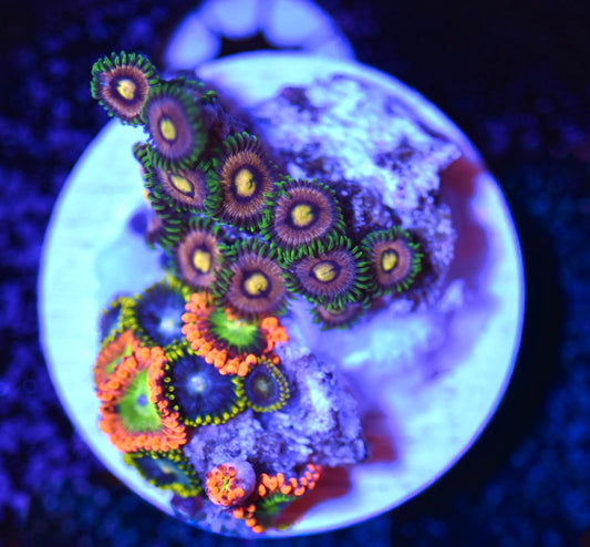 WYSIWYG Zoanthid Combo Frag