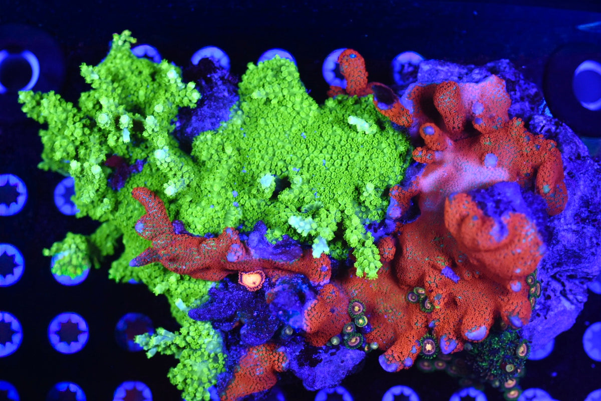 WYSIWYG XXXL SPS Reef Rock 11"+ (MASSIVE!)