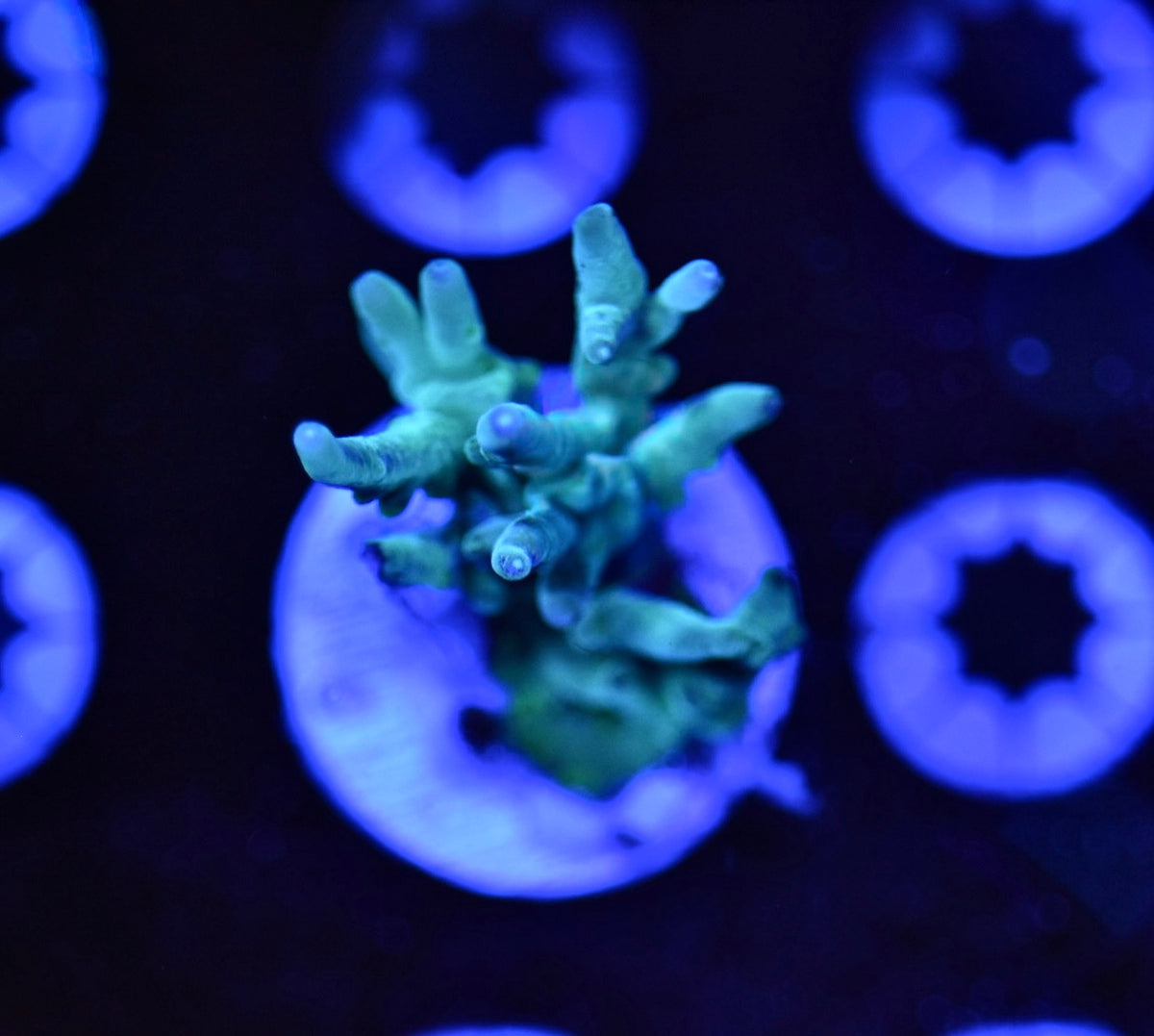 WYSIWYG Blue Hawkins Echinata Acropora 1.5"