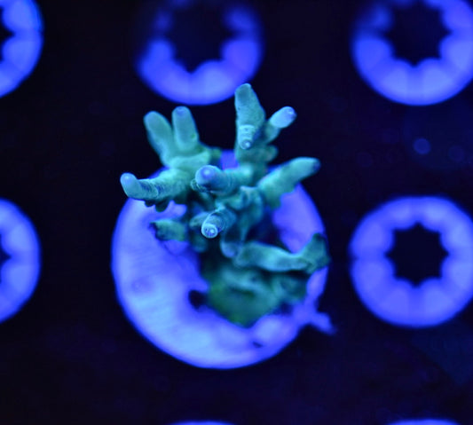 WYSIWYG Blue Hawkins Echinata Acropora 1.5"