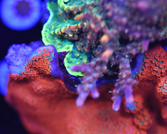 WYSIWYG XL SPS Reef Rock 4" (WOW!)