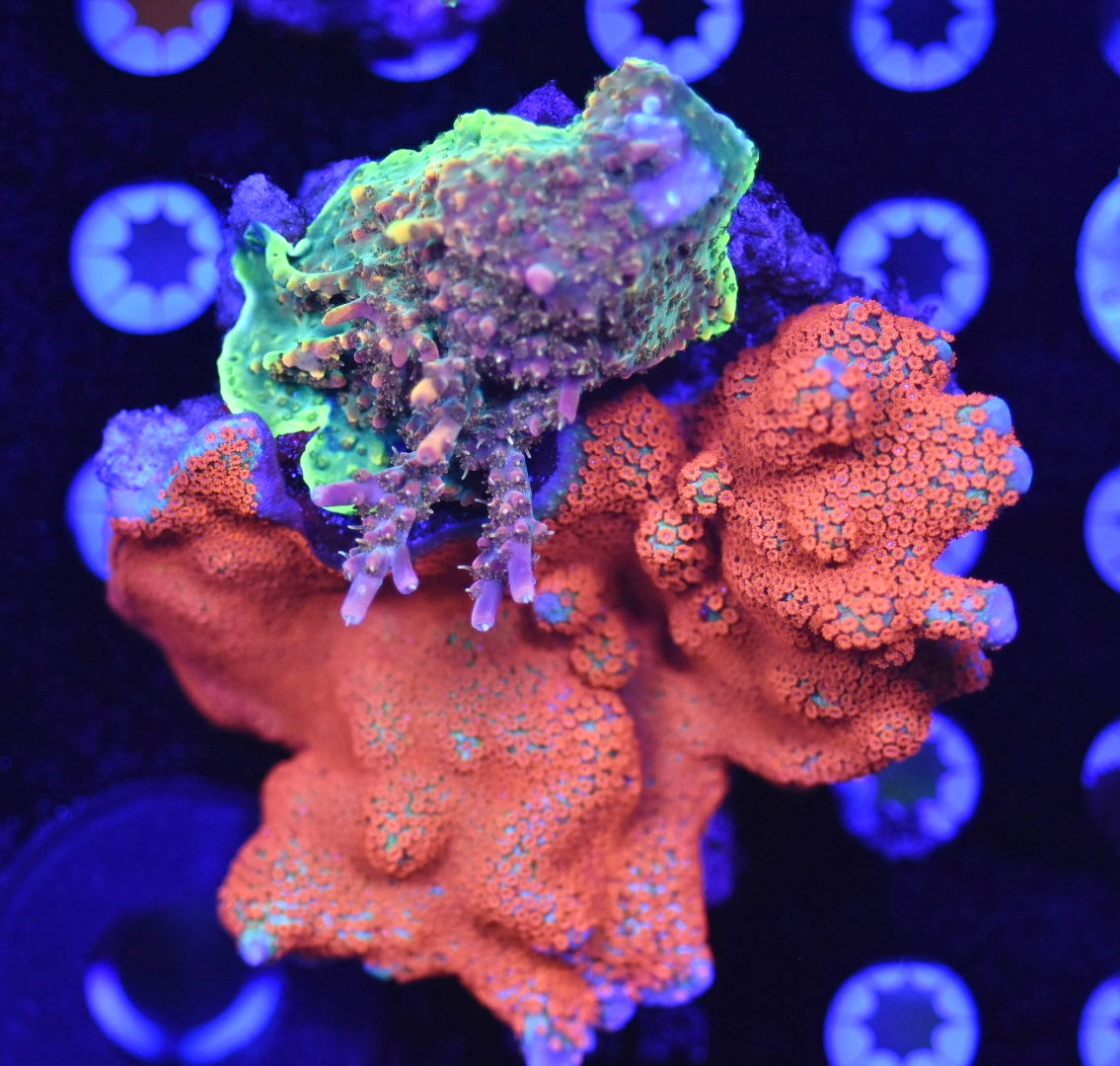 WYSIWYG XL SPS Reef Rock 4" (WOW!)
