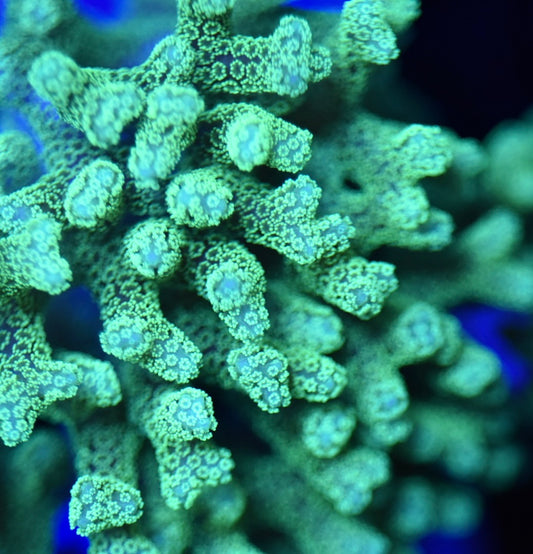 WYSIWYG XXL ORA Teal Birdnest Colony 3" (WOW!)