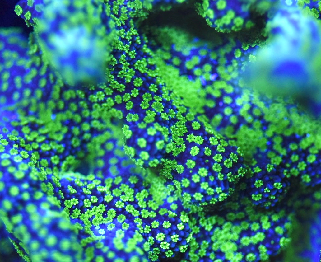 WYSIWYG XXL Tubbs Stellata Montipora Colony 4" (WOW!)