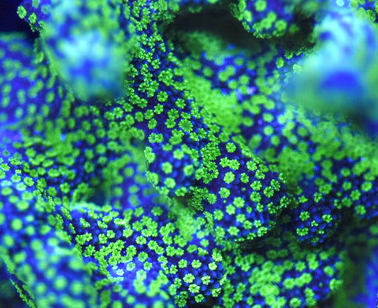 WYSIWYG XXL Tubbs Stellata Montipora Colony 4" (WOW!)
