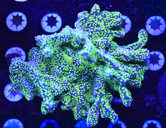 WYSIWYG XXL Tubbs Stellata Montipora Colony 4" (WOW!)