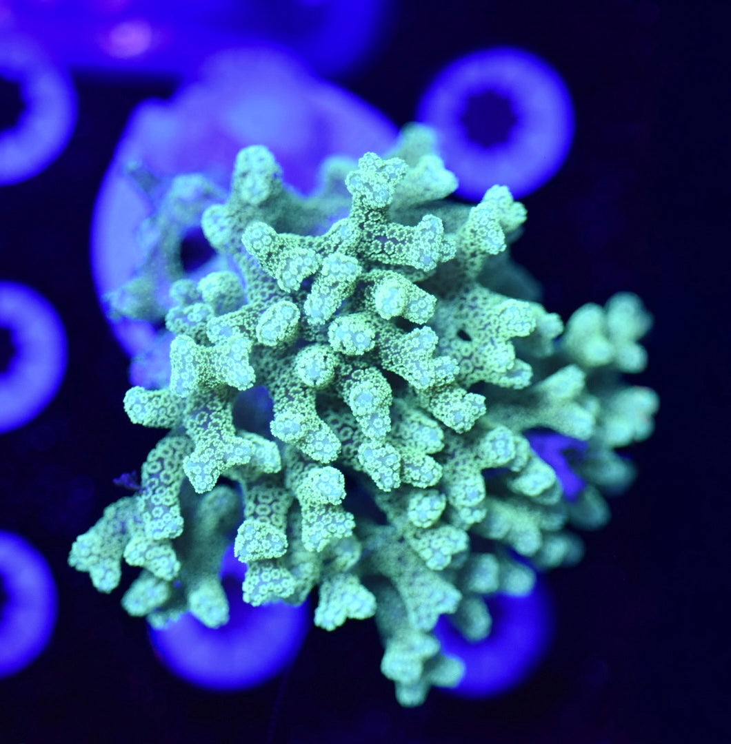 WYSIWYG XXL ORA Teal Birdnest Colony 3" (WOW!)