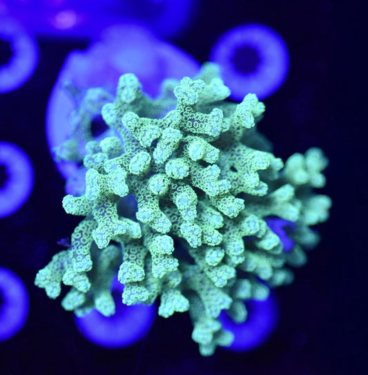 WYSIWYG XXL ORA Teal Birdnest Colony 3" (WOW!)