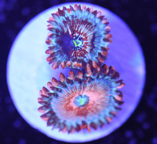 WYSIWYG White Zombie Zoanthids