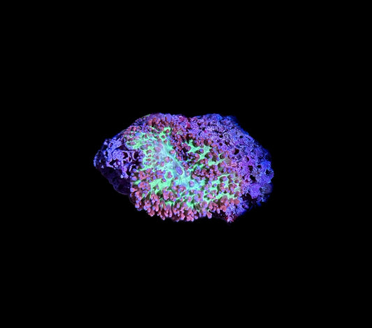 WYSIWYG Bi-Color Hairy Mushroom Coral 2"