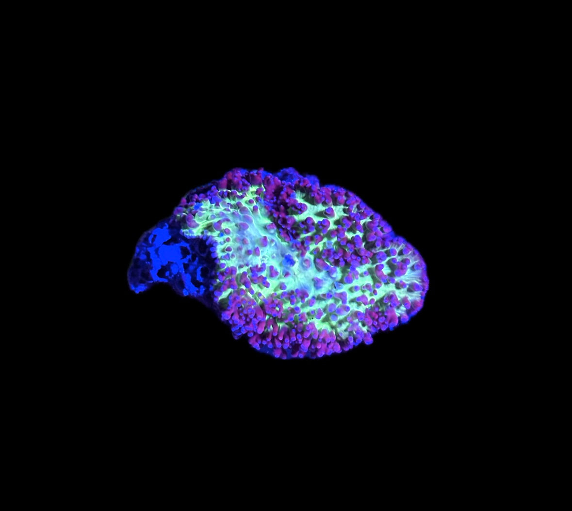 WYSIWYG Bi-Color Hairy Mushroom Coral 2"