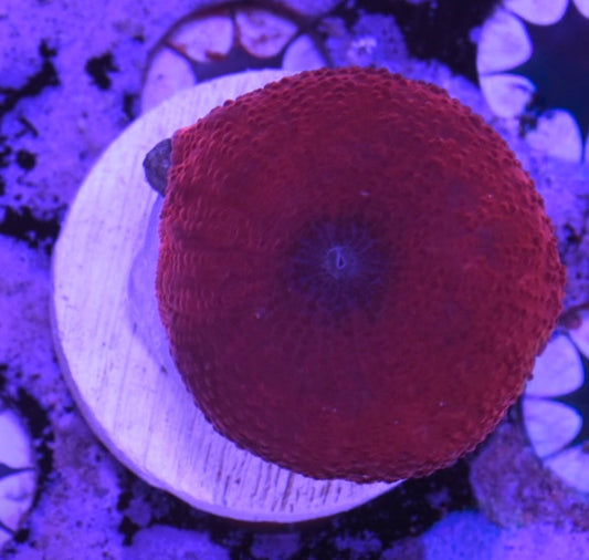 WYSIWYG Red Discosuma Mushroom 1"