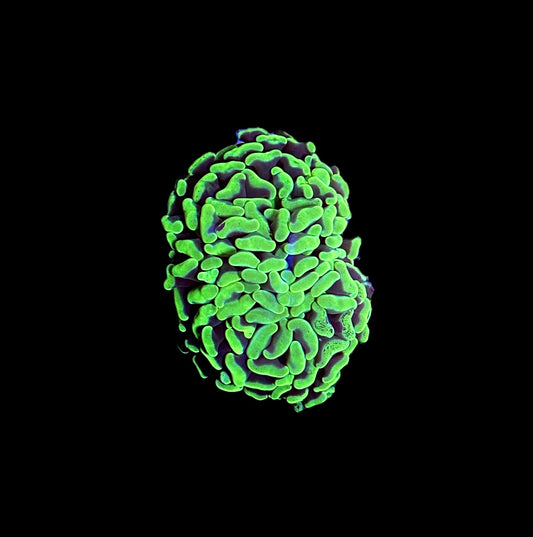 WYSIWYG Neon Green Hammer Coral 3" (BRIGHT!)