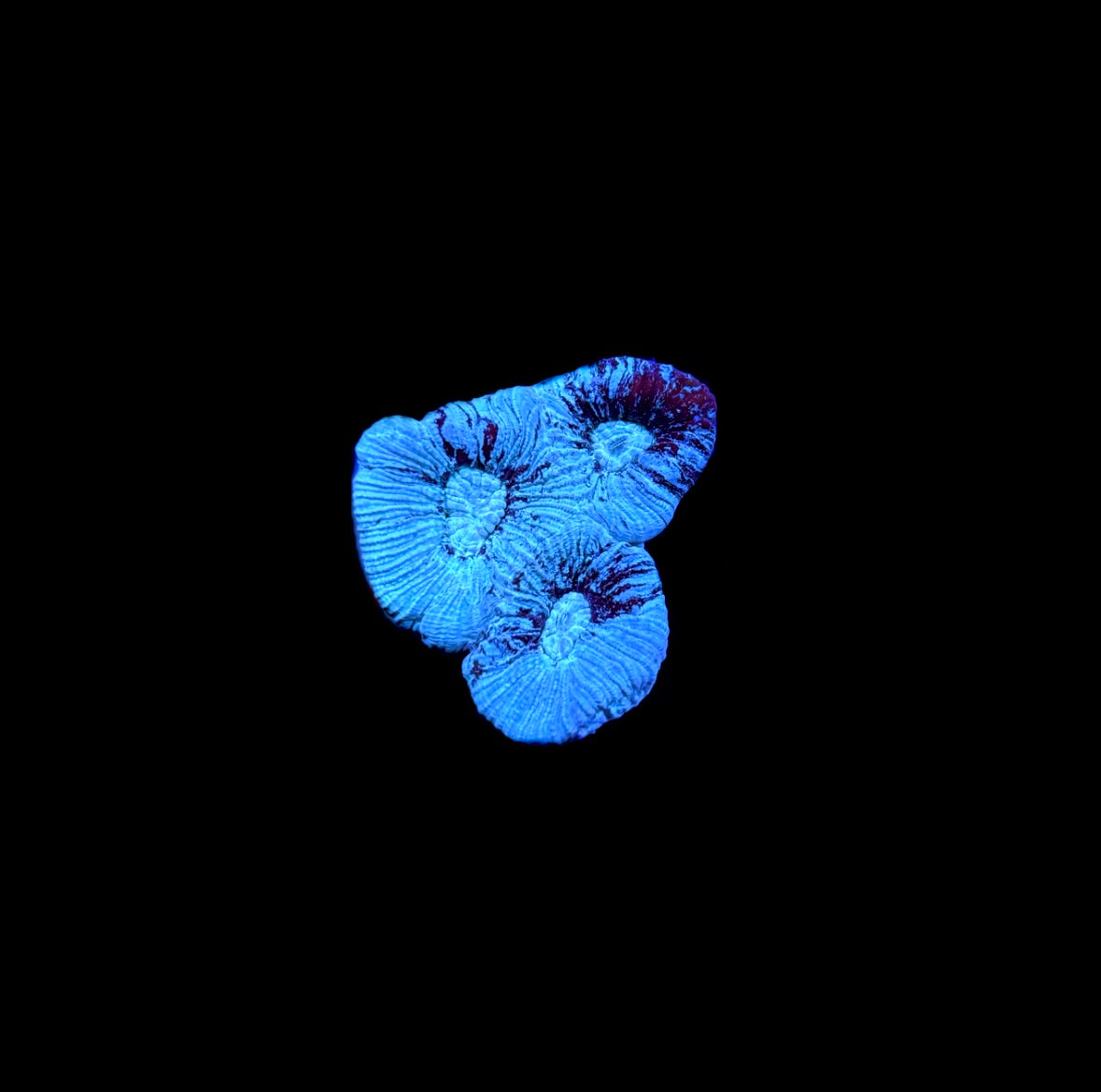 WYSIWYG Photon Goniastrea Coral Frag (BRIGHT!)