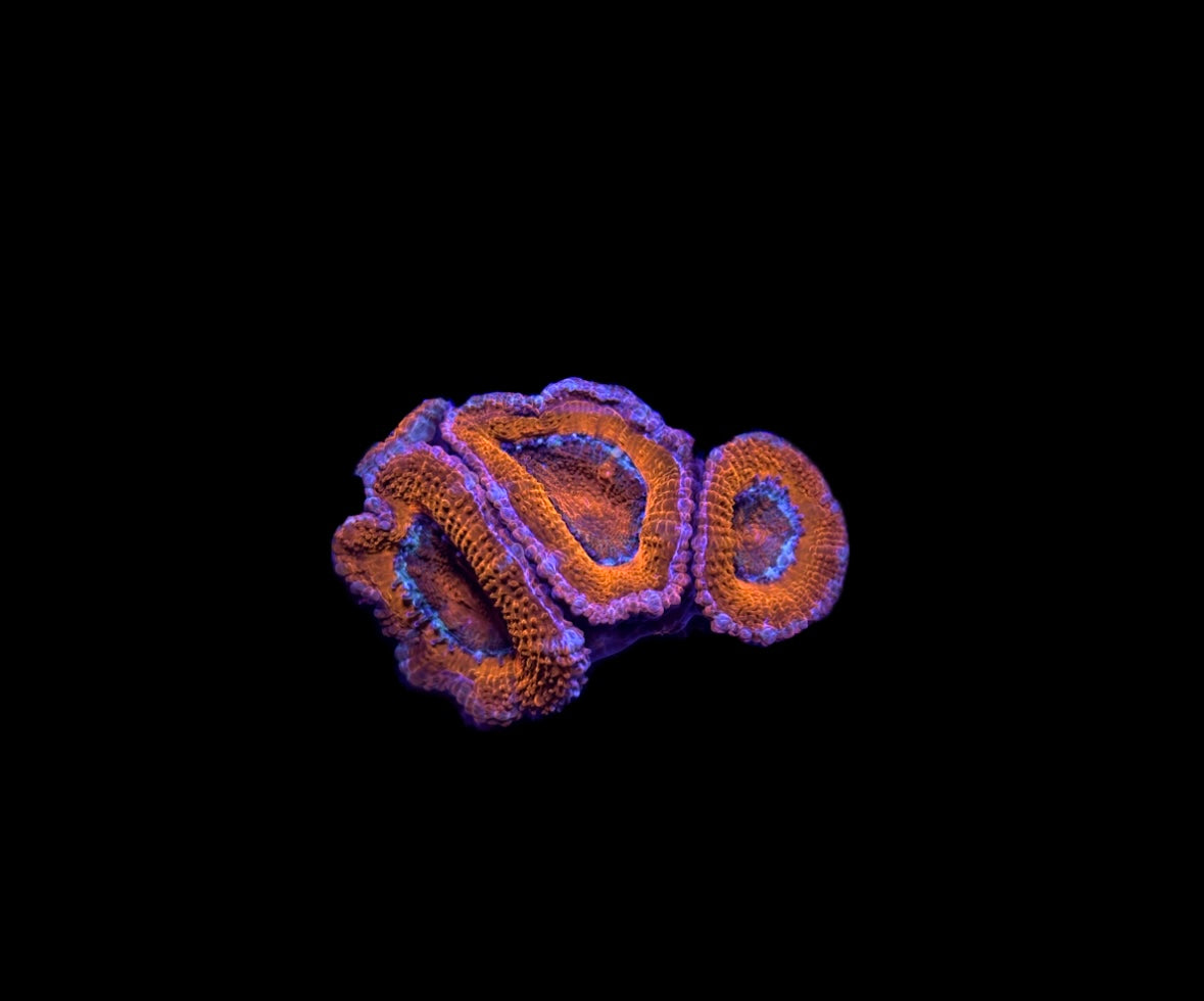 WYSIWYG Rainbow Acan Frag