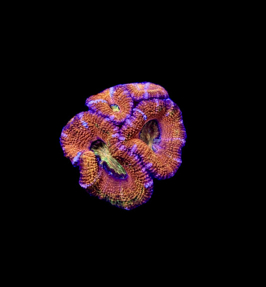 WYSIWYG Rainbow Acan Lord Coral (WOW!)