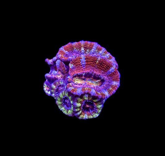 WYSIWYG Ultra Rainbow Acan (WOW!)