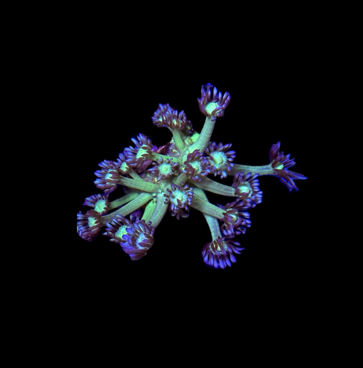 WYSIWYG Medusa Goniopora Frag 2"