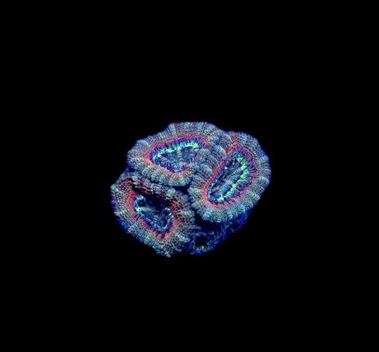 WYSIWYG Ultra Acan Lord Frag