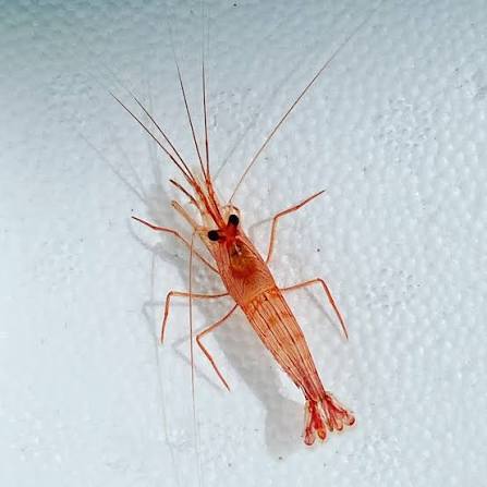 Peppermint Shrimp (5 Lot)